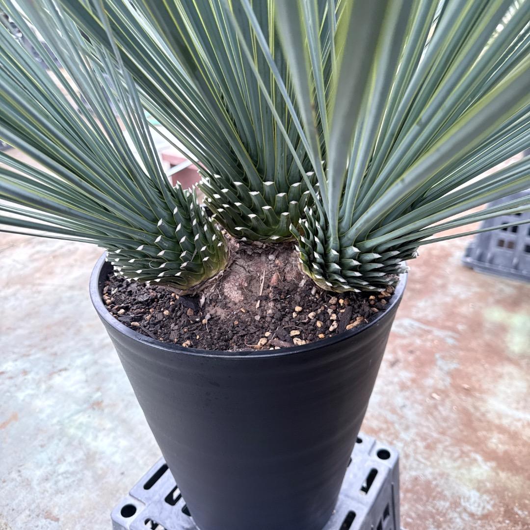 【AL1202】ユッカ　ロストラータ　ランチョブルー（品種名）４ヘッド