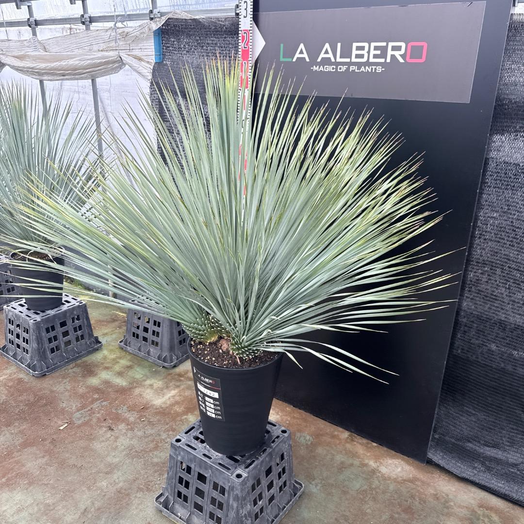 【AL1202】ユッカ　ロストラータ　ランチョブルー（品種名）４ヘッド