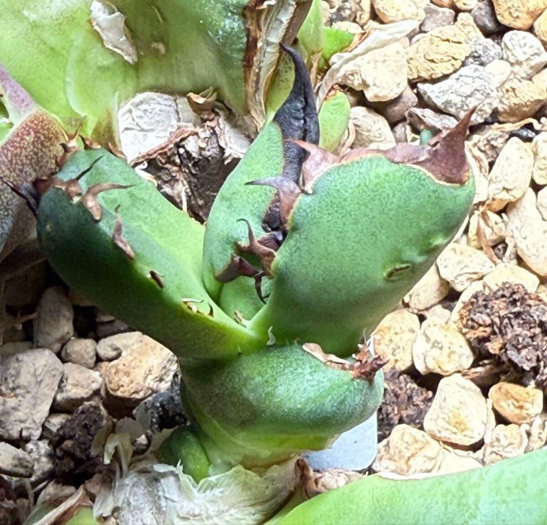 アガベ　黑曼巴　ブラックマンバ　lize血統