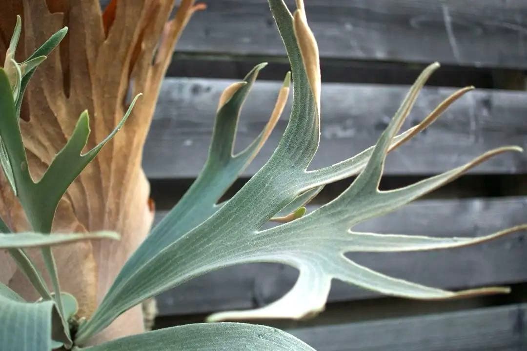 P.FSQ vp#3 'Salinger' 親株　ビカクシダ