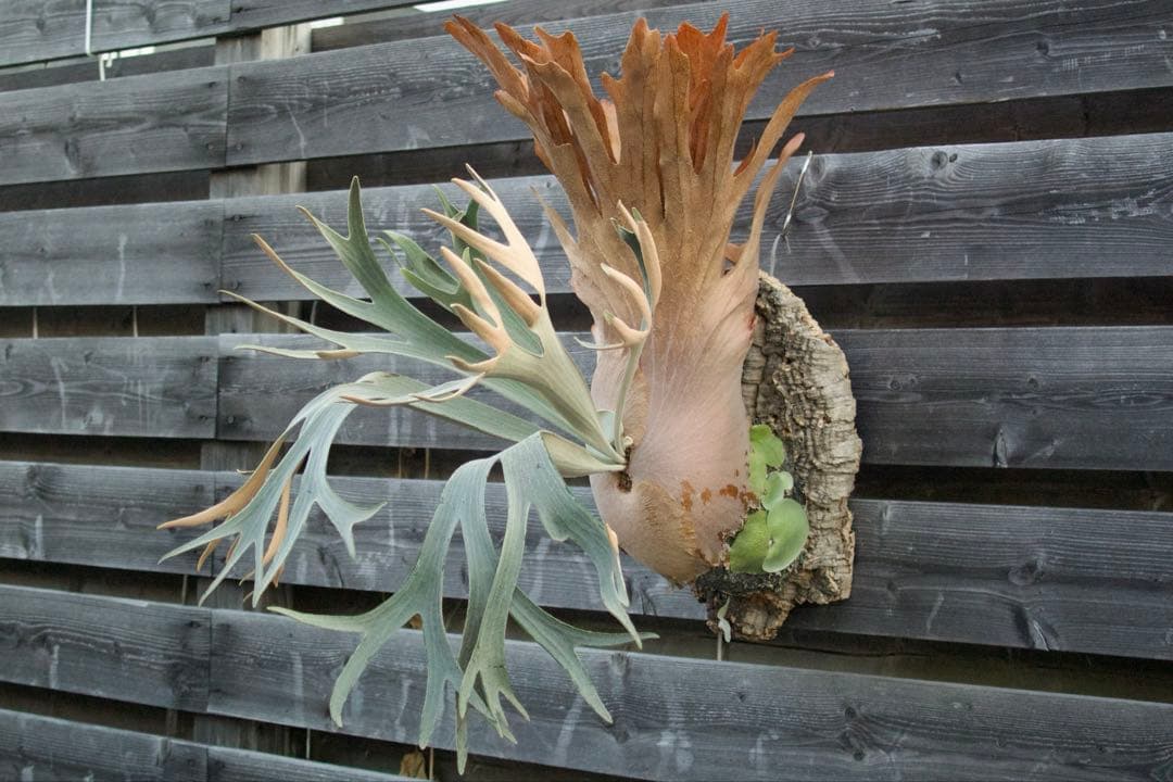 P.FSQ vp#3 'Salinger' 親株　ビカクシダ