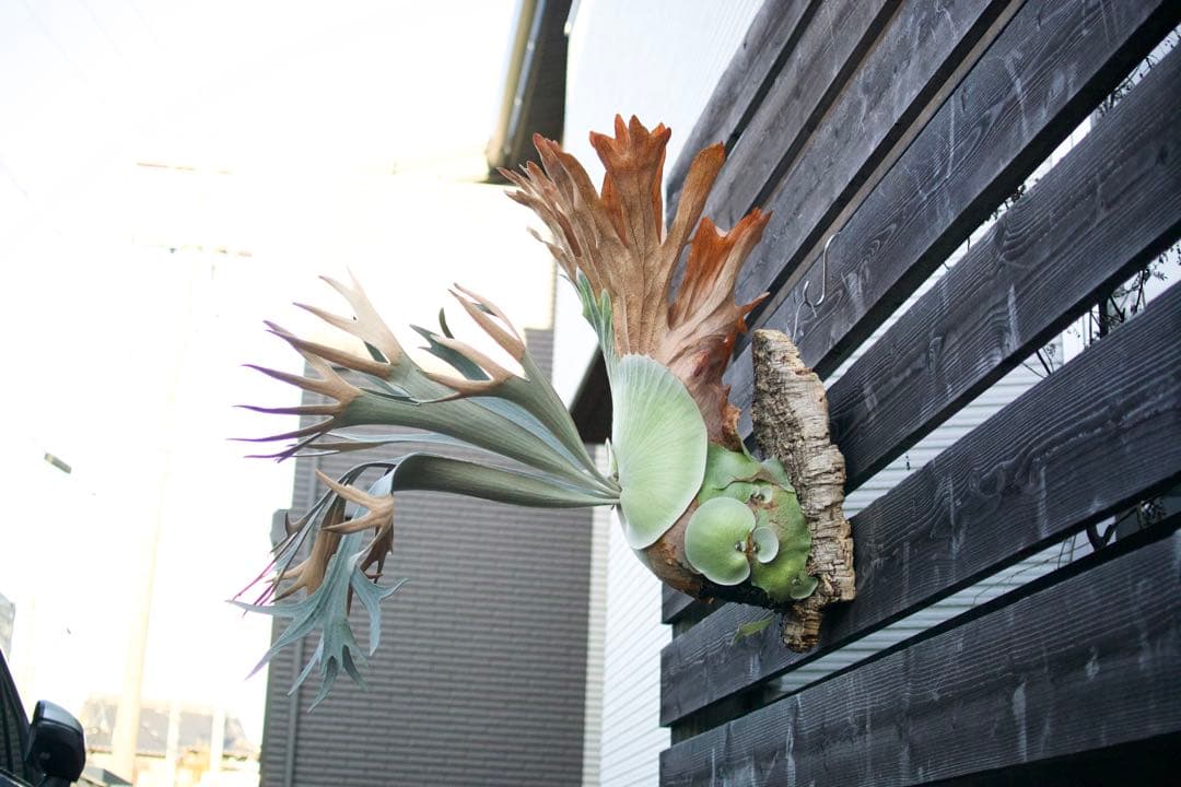 P.FSQ vp#3 'Salinger' 親株　ビカクシダ