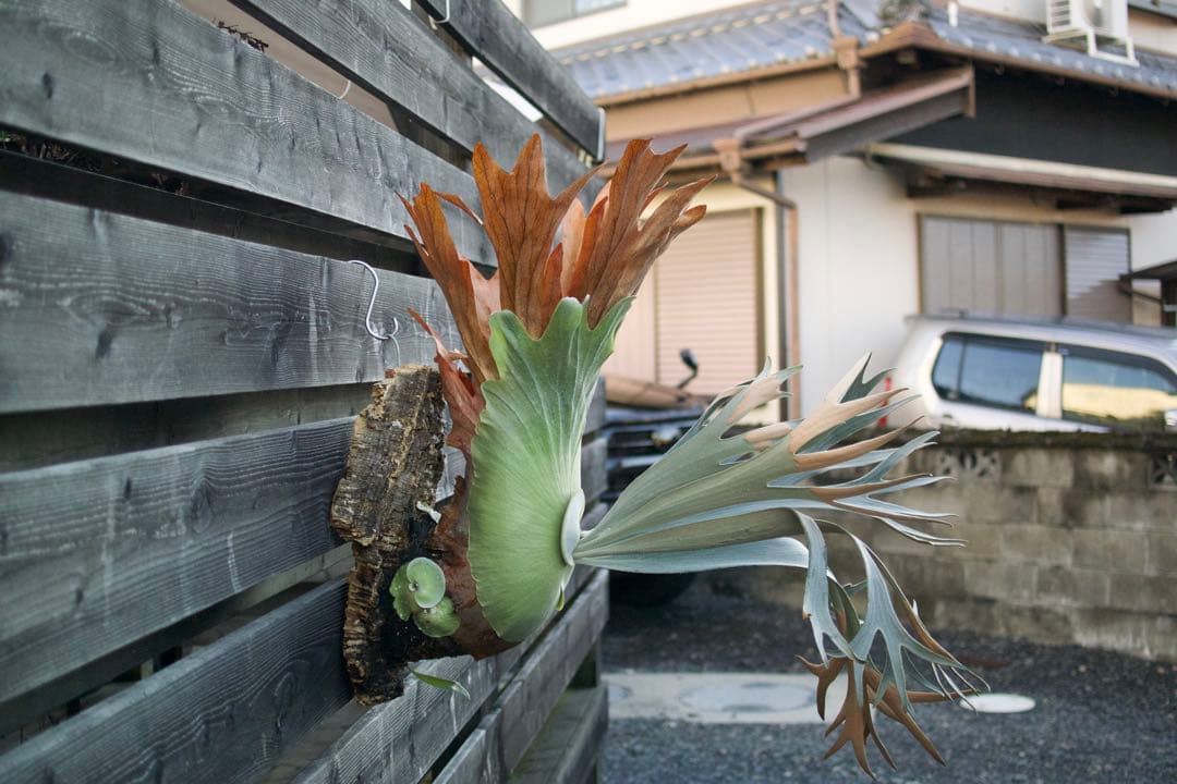 P.FSQ vp#3 'Salinger' 親株　ビカクシダ