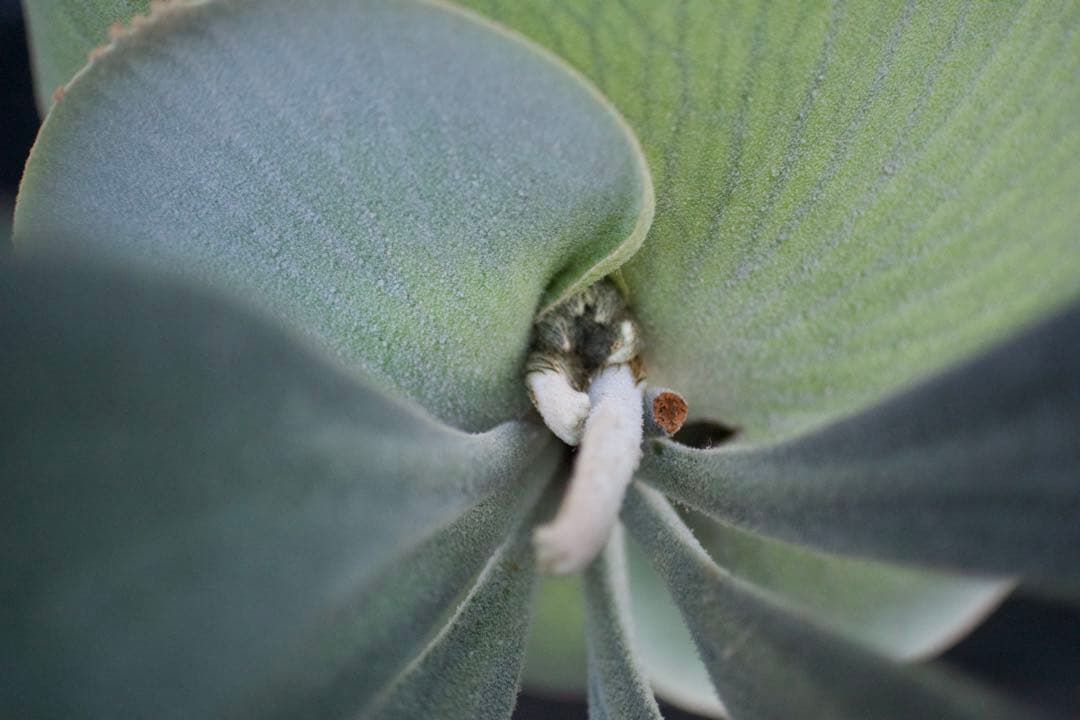 P.FSQ vp#3 'Salinger' 親株　ビカクシダ