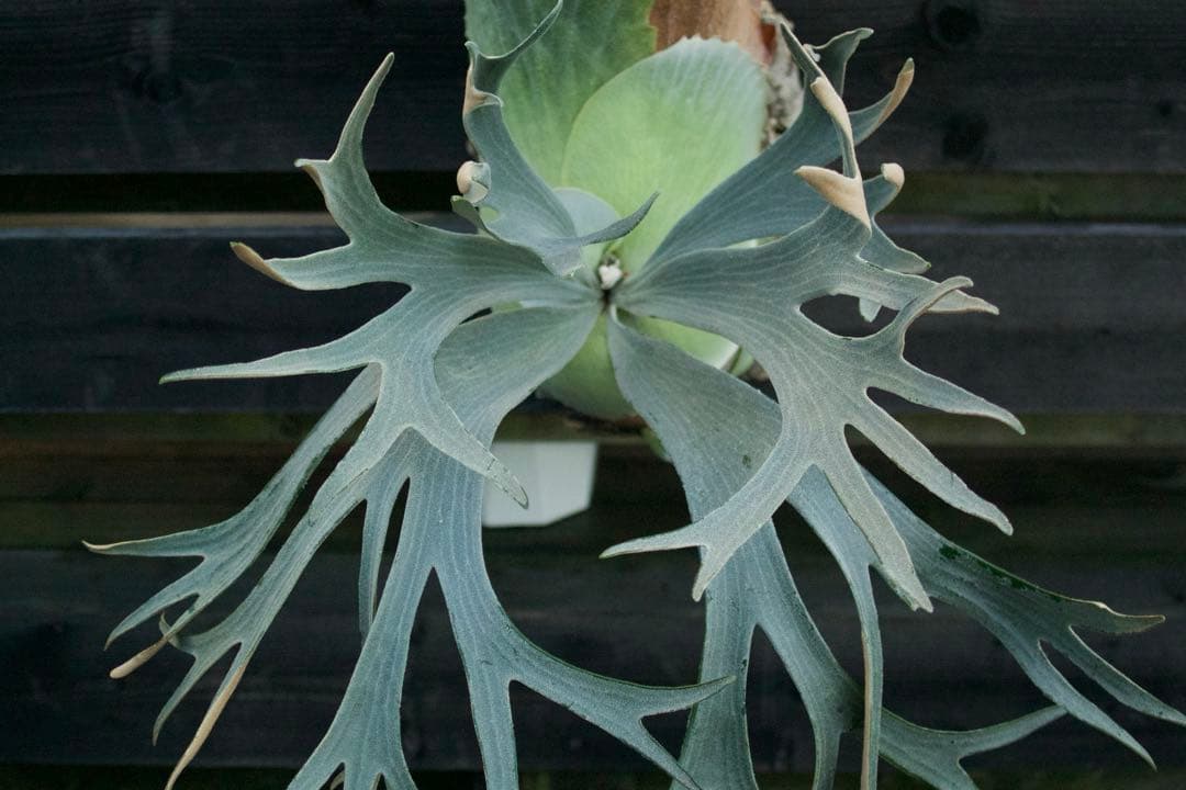 P.FSQ vp#3 'Salinger' 親株　ビカクシダ