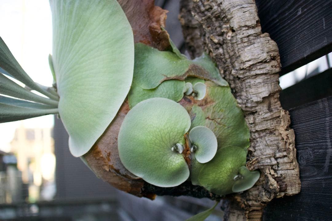 P.FSQ vp#3 'Salinger' 親株　ビカクシダ