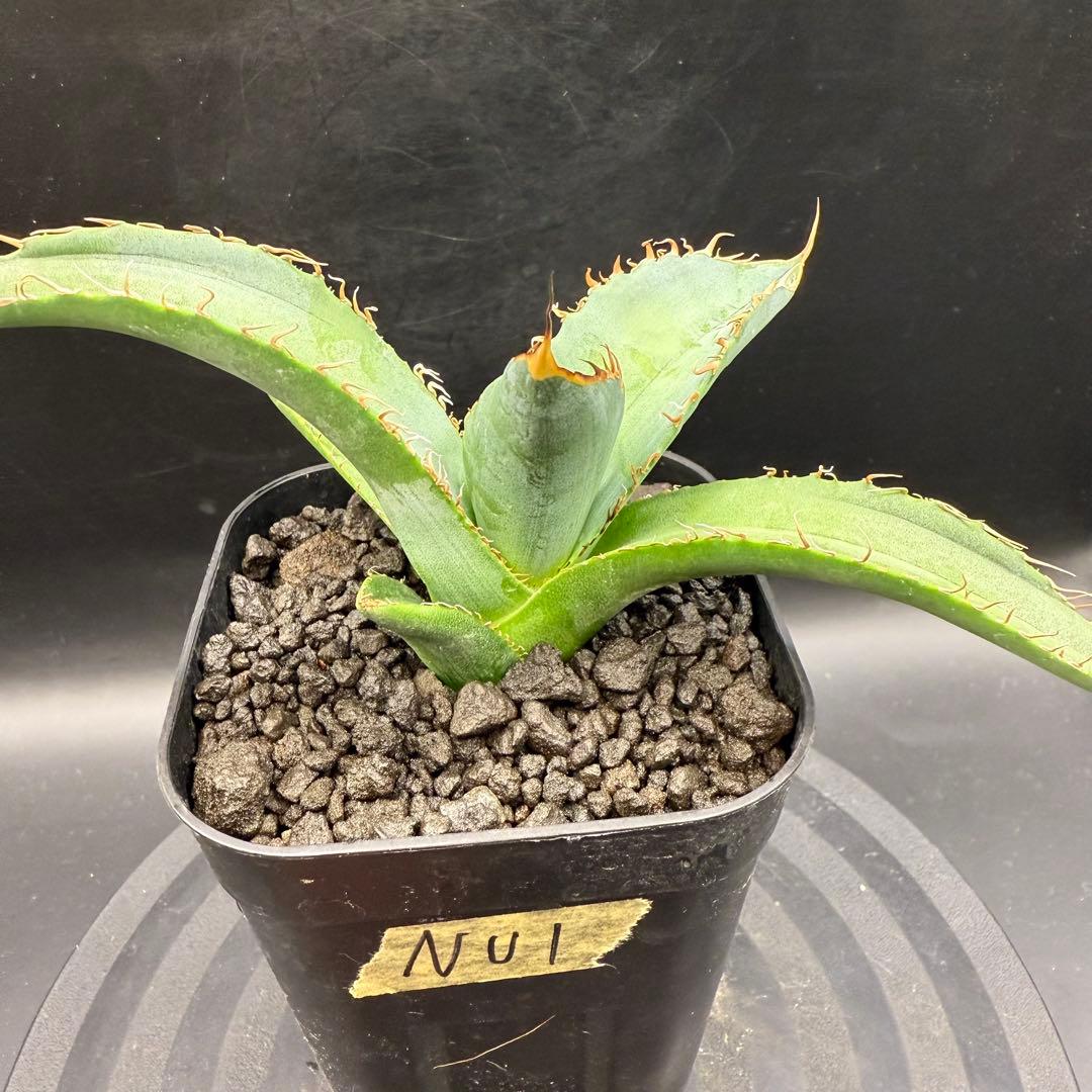 アガベ　NU1 coyote plants株　子株