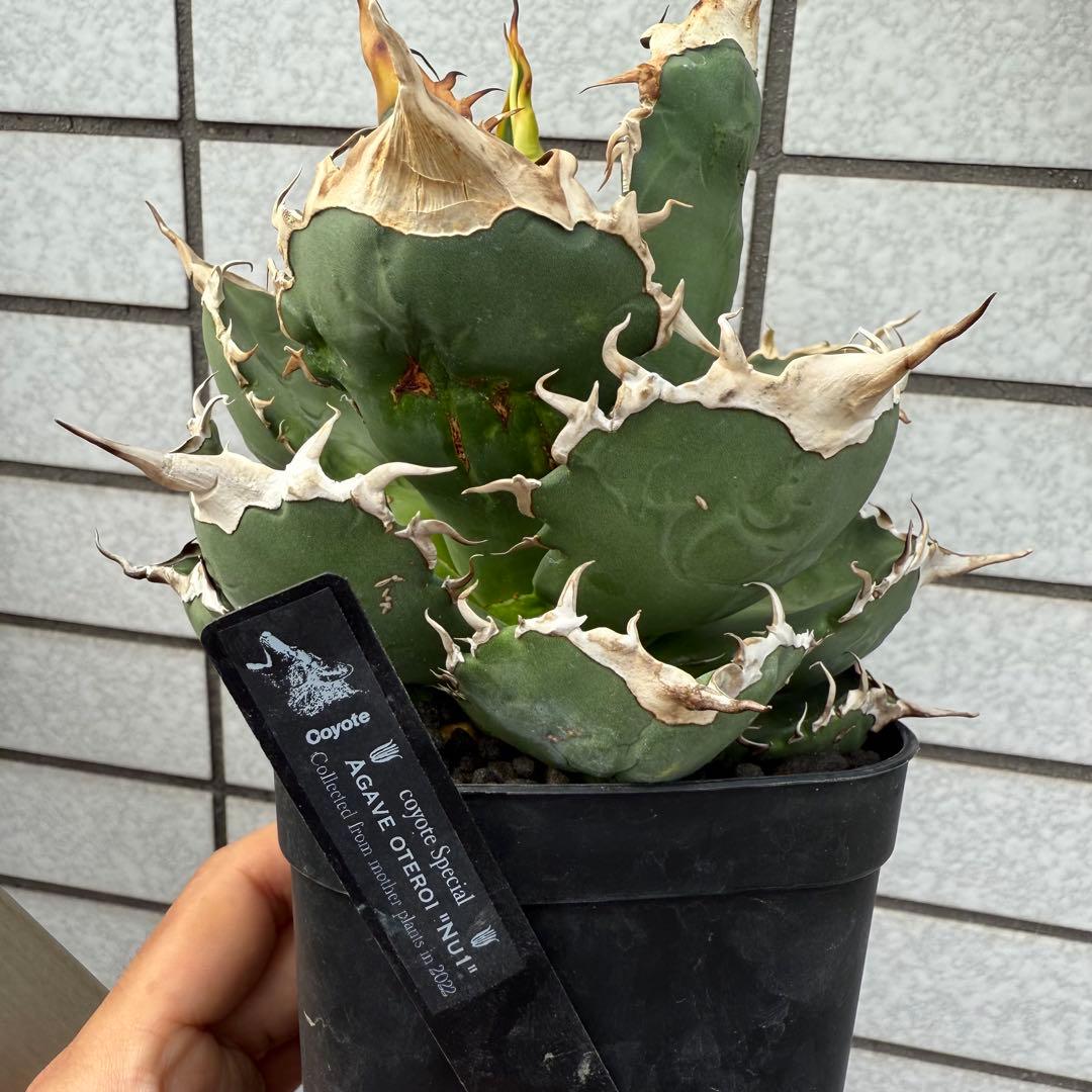 アガベ　NU1 coyote plants株　子株