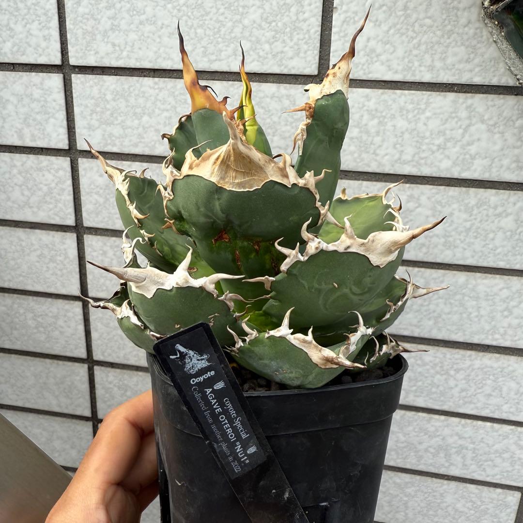 アガベ　NU1 coyote plants株　子株