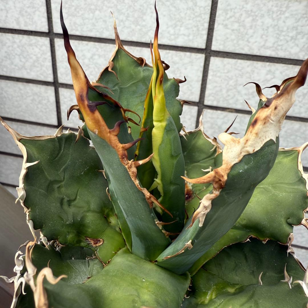 アガベ　NU1 coyote plants株　子株