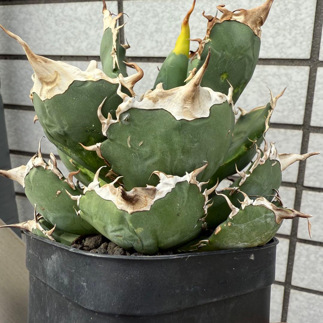 アガベ　NU1 coyote plants株　子株