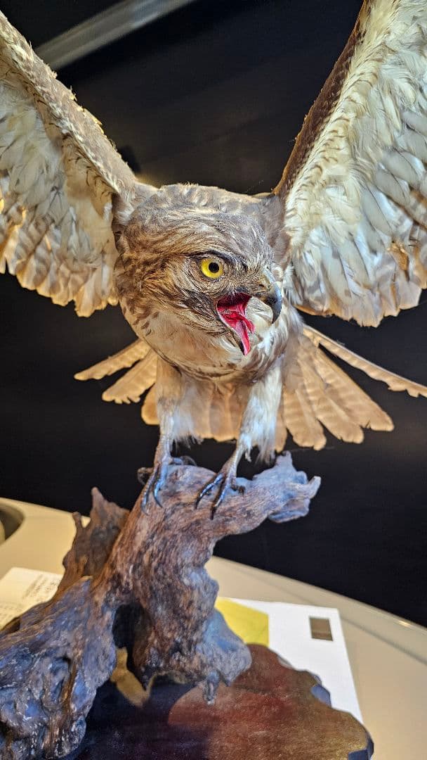 タカ　剥製　美品