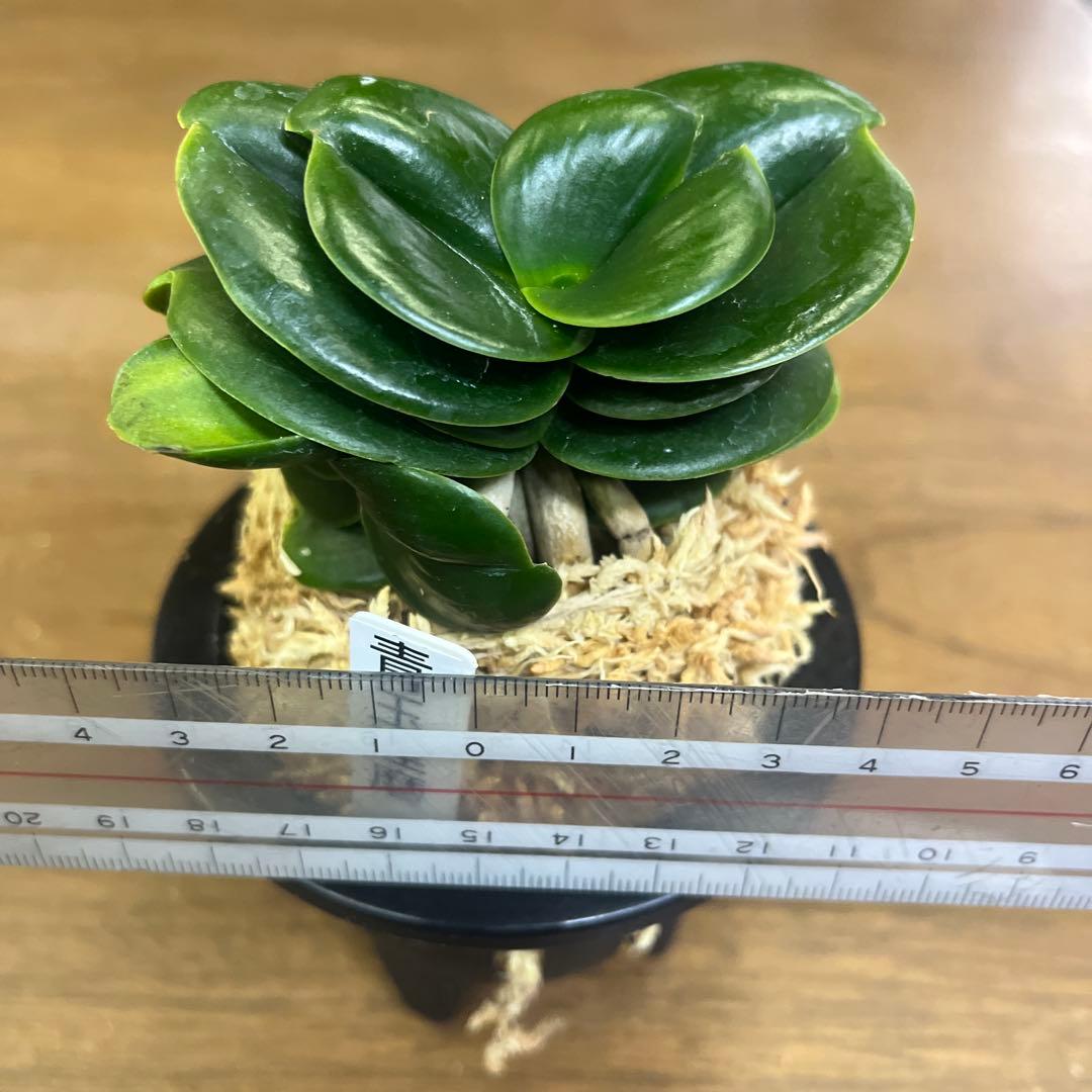 名護蘭　ナゴラン　青王達磨