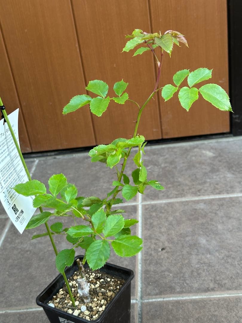 Riramon様専用】河本バラ園 正規新苗 カフェ・モカ ラヴァンドラルム