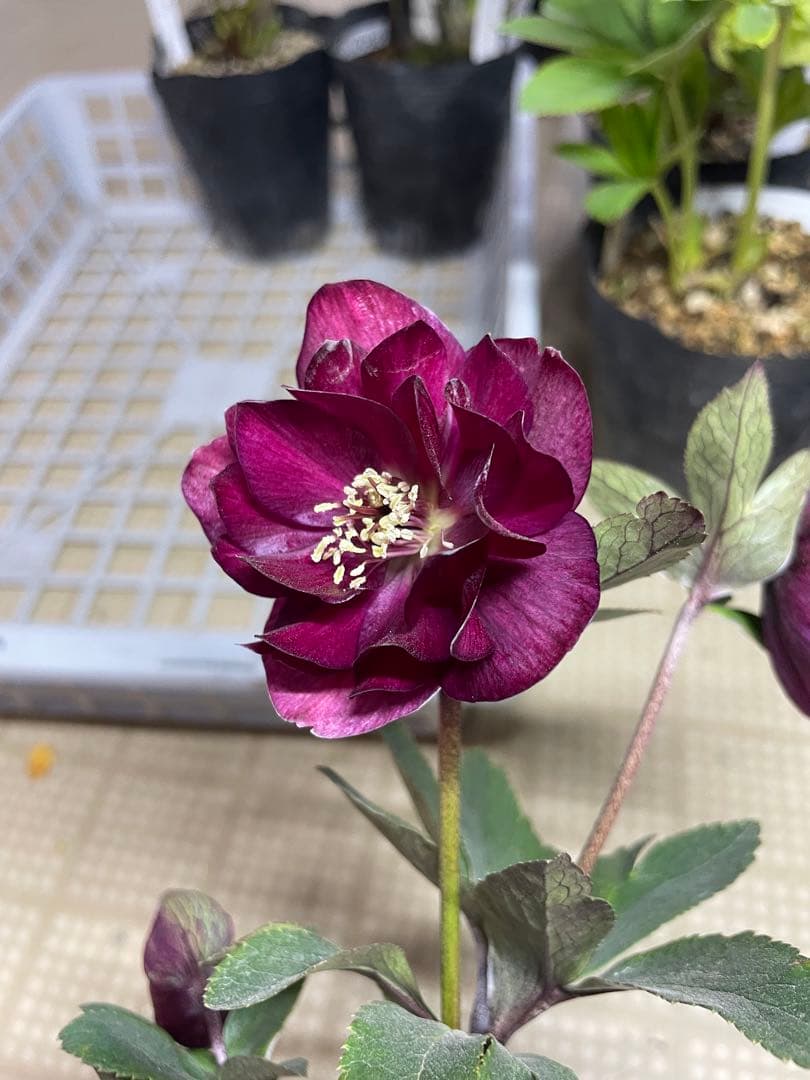 加藤農園 キラメキ⭐︎レッド クリスマスローズ