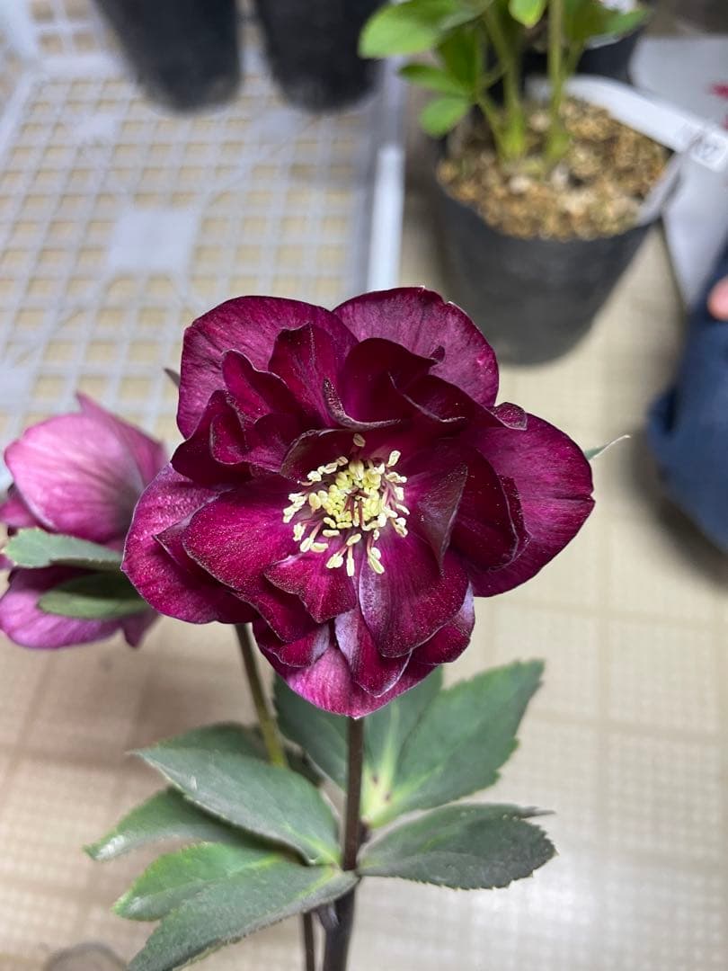 加藤農園 キラメキ⭐︎レッド クリスマスローズ