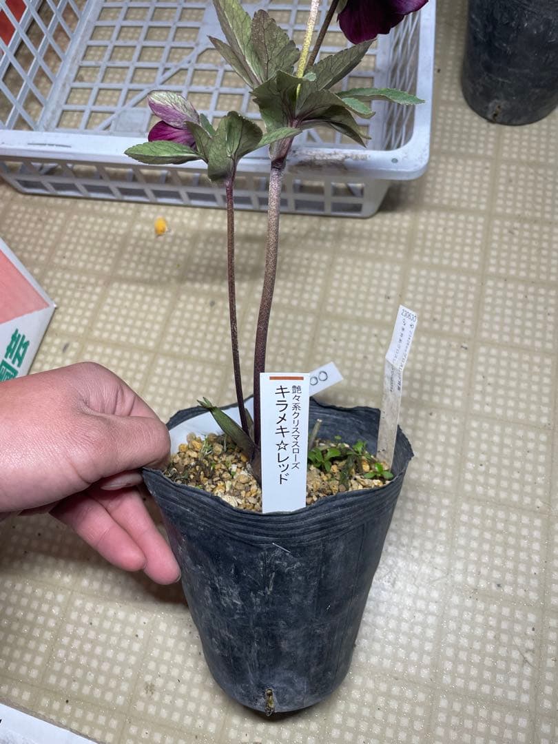 加藤農園 キラメキ⭐︎レッド クリスマスローズ