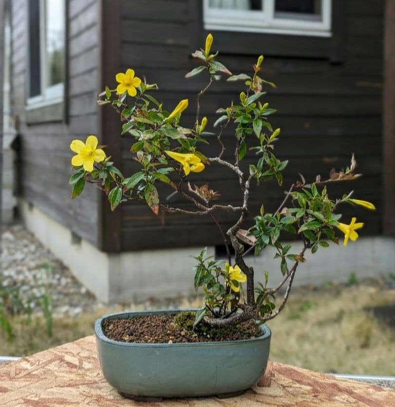 希少な樹種〈カロライナジャスミンの盆栽〉 - メルカリ