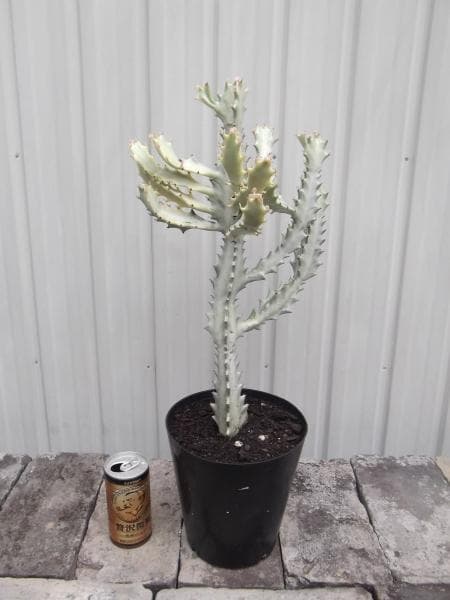 のぶまる様専用 現物ホワイトゴースト 6号＆チランジア・ヒューストン