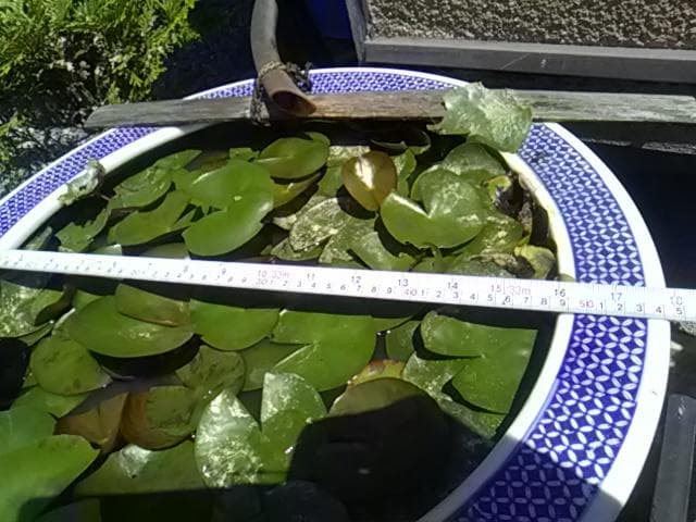 花柄陶器製水鉢 、引取り限定日曜祝祭日