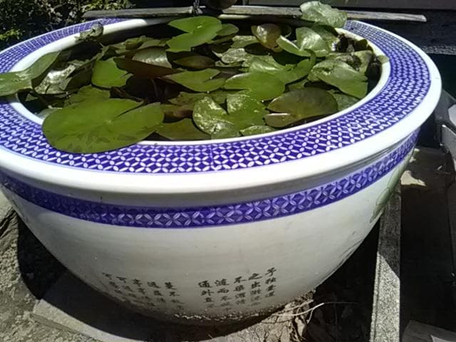 花柄陶器製水鉢 、引取り限定日曜祝祭日