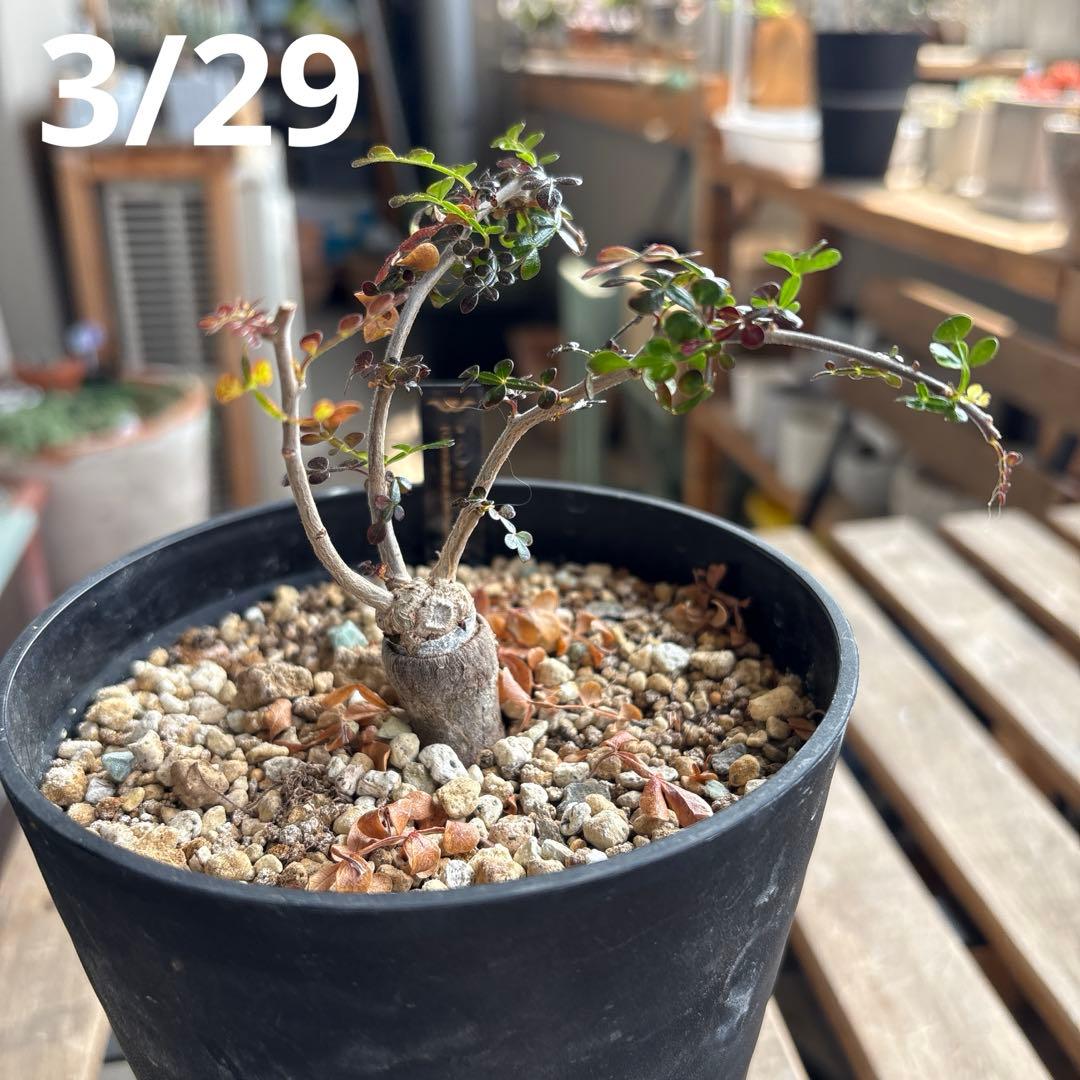 オペルクリカリアパキプス　【根挿し2年目】管理No.Q