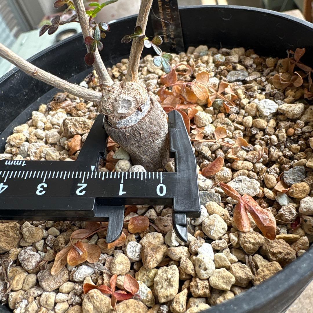 オペルクリカリアパキプス　【根挿し2年目】管理No.Q