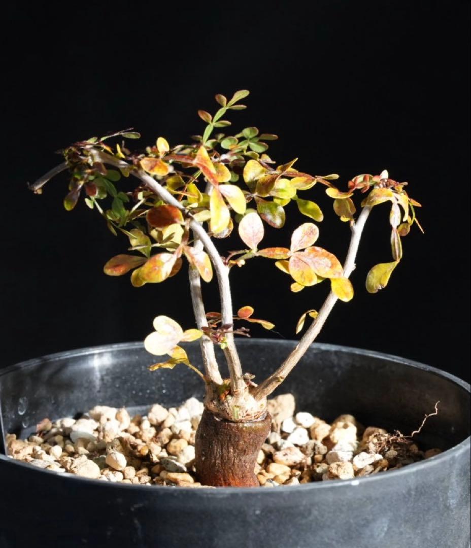 オペルクリカリアパキプス　【根挿し2年目】管理No.Q