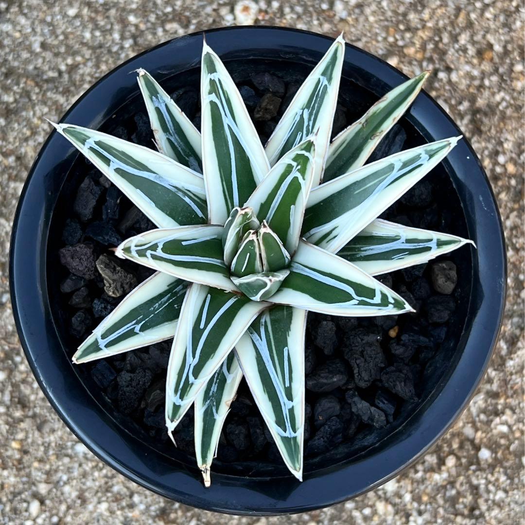 アガべ　笹の雪　氷山