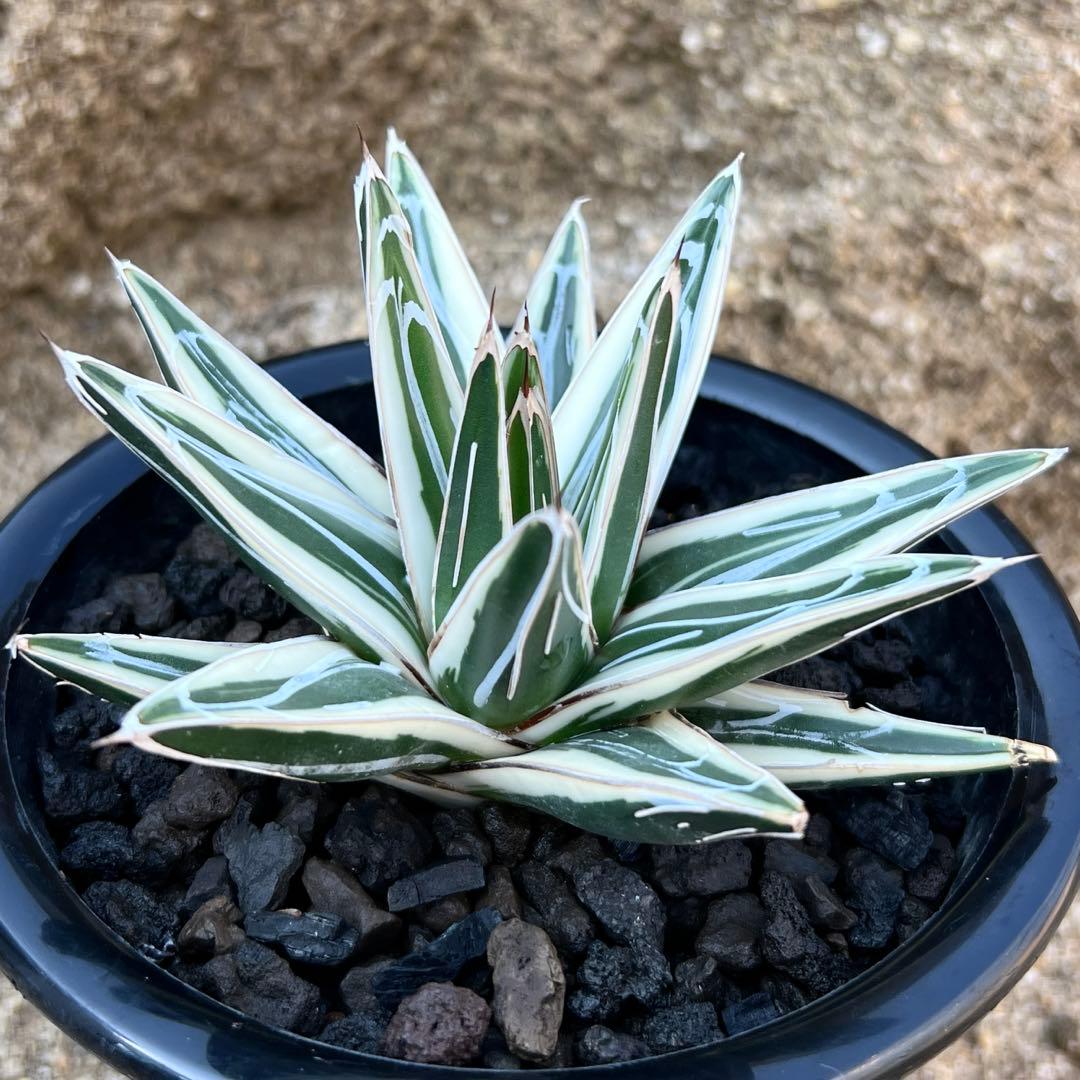 アガべ　笹の雪　氷山