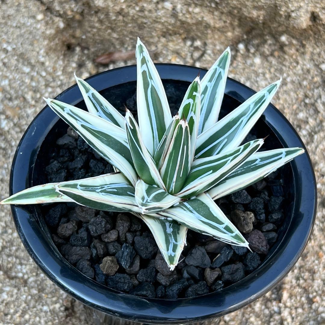 アガべ　笹の雪　氷山