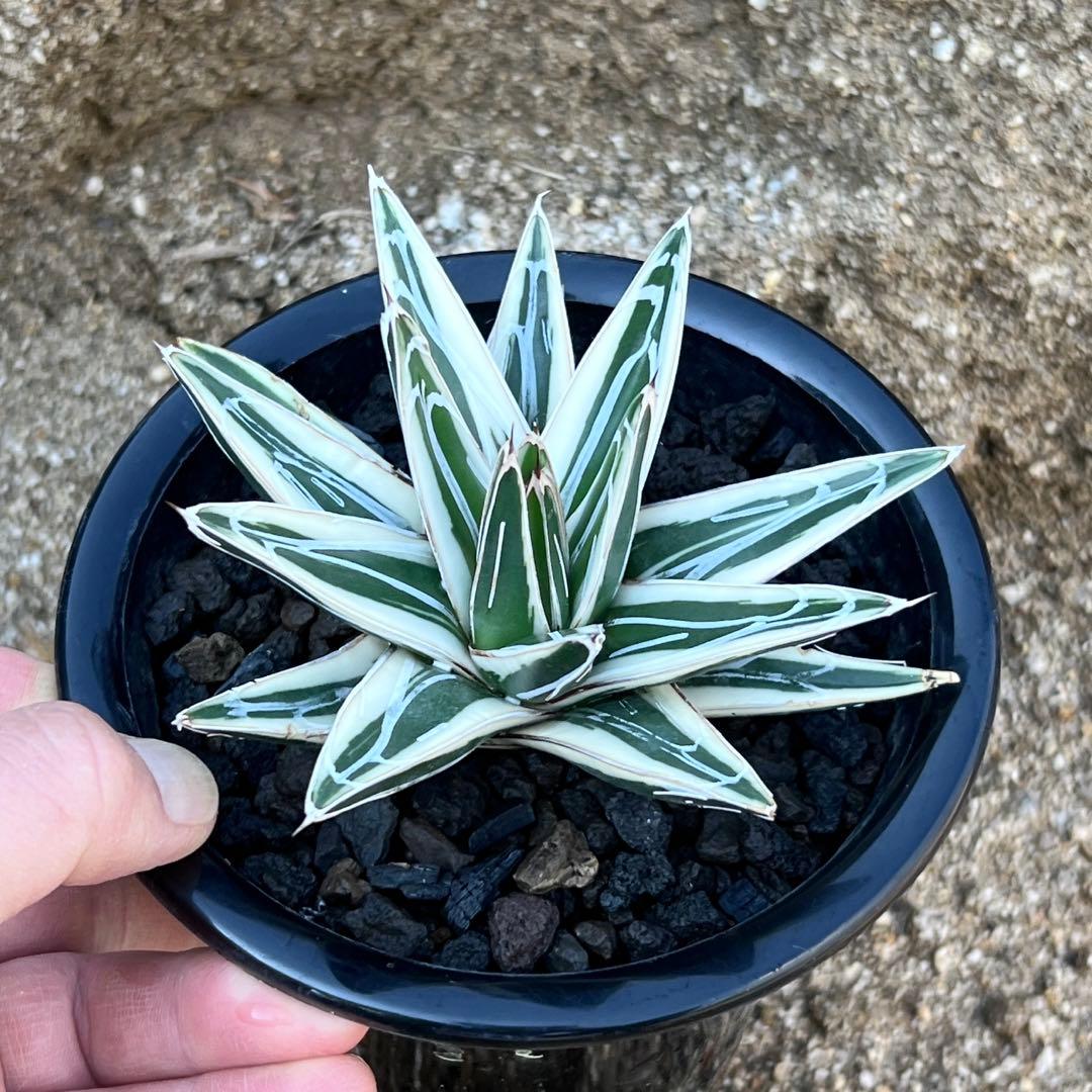 アガべ　笹の雪　氷山