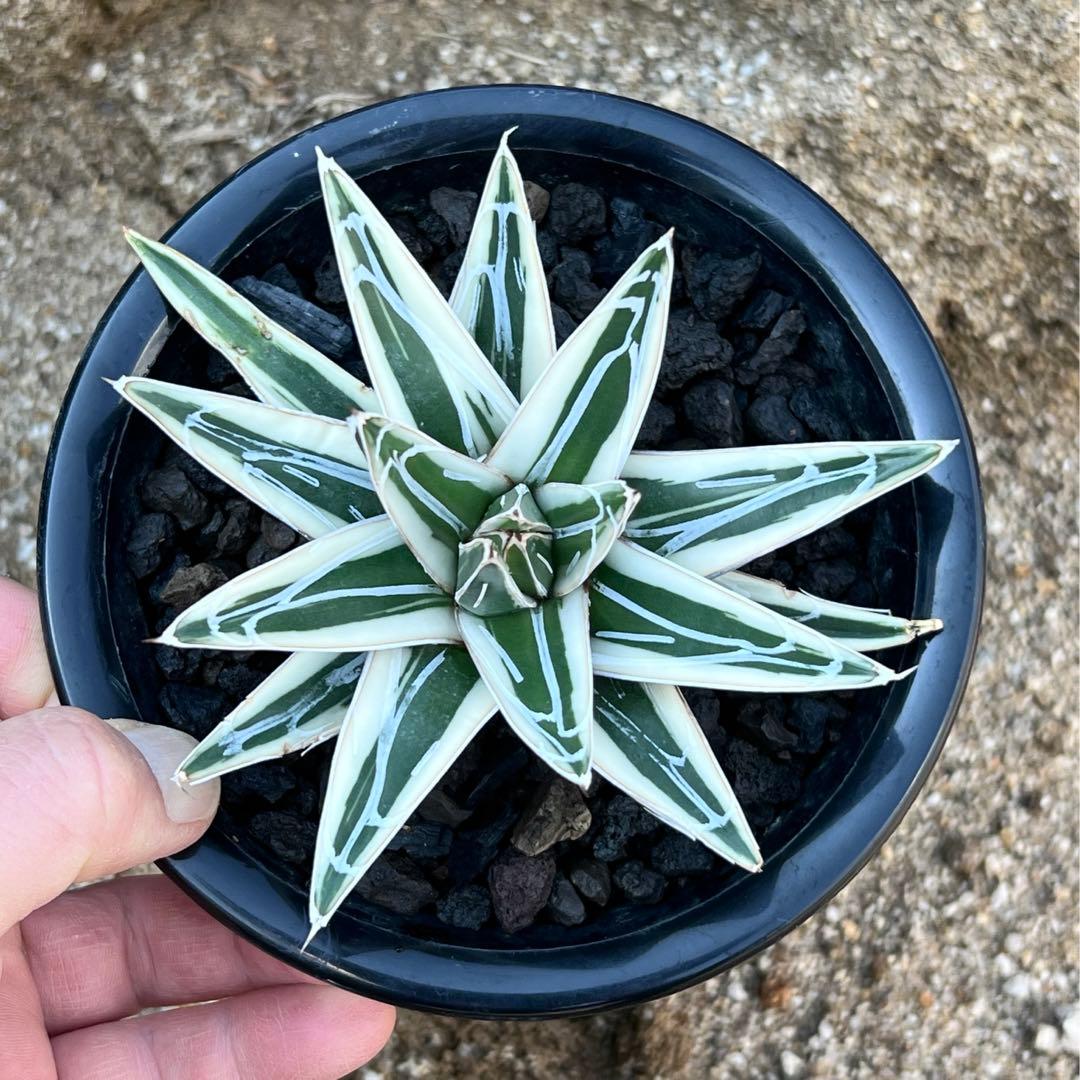 アガべ　笹の雪　氷山