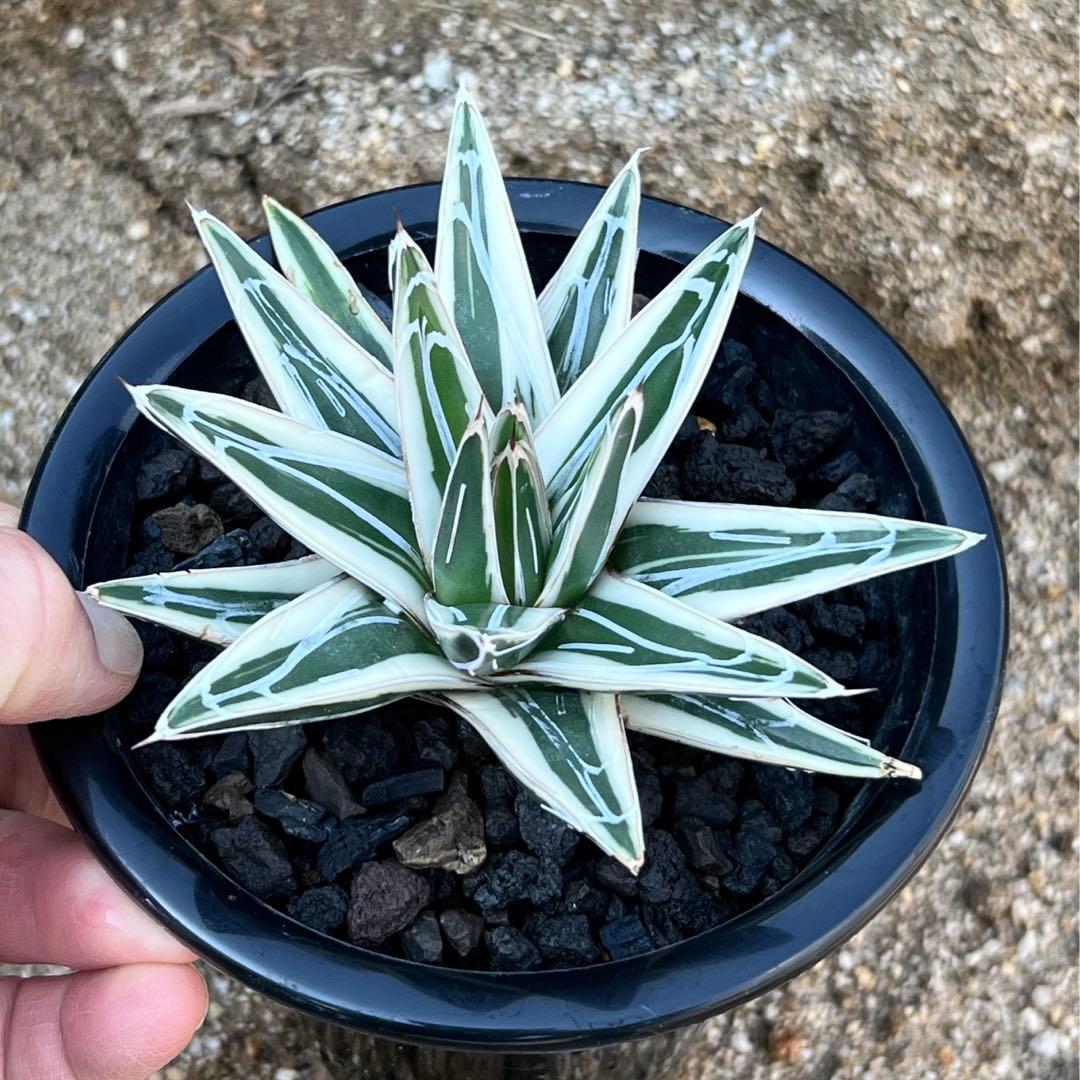 アガべ　笹の雪　氷山