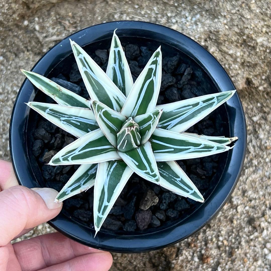アガべ　笹の雪　氷山