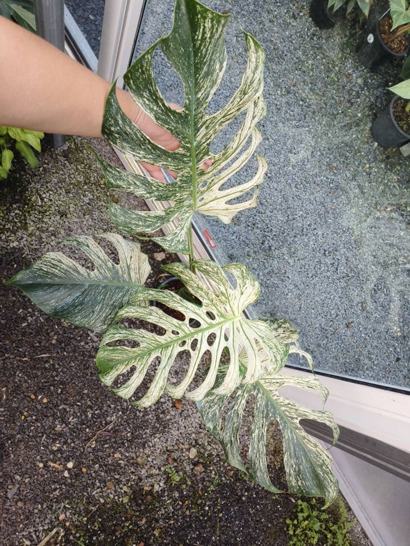希少 モンステラ デビル（Devil Monster）斑入り／大株・極上斑