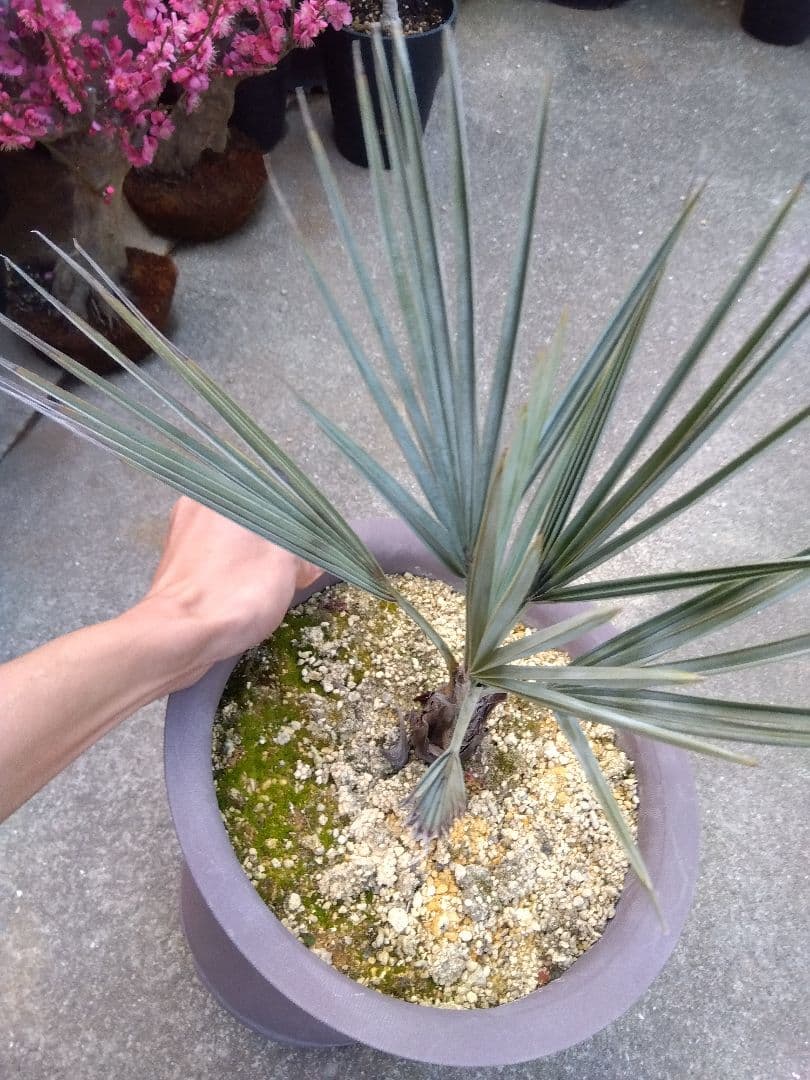 ブラヘアアルマータ　10号鉢つき　は