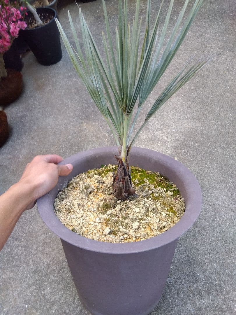 ブラヘアアルマータ　10号鉢つき　は