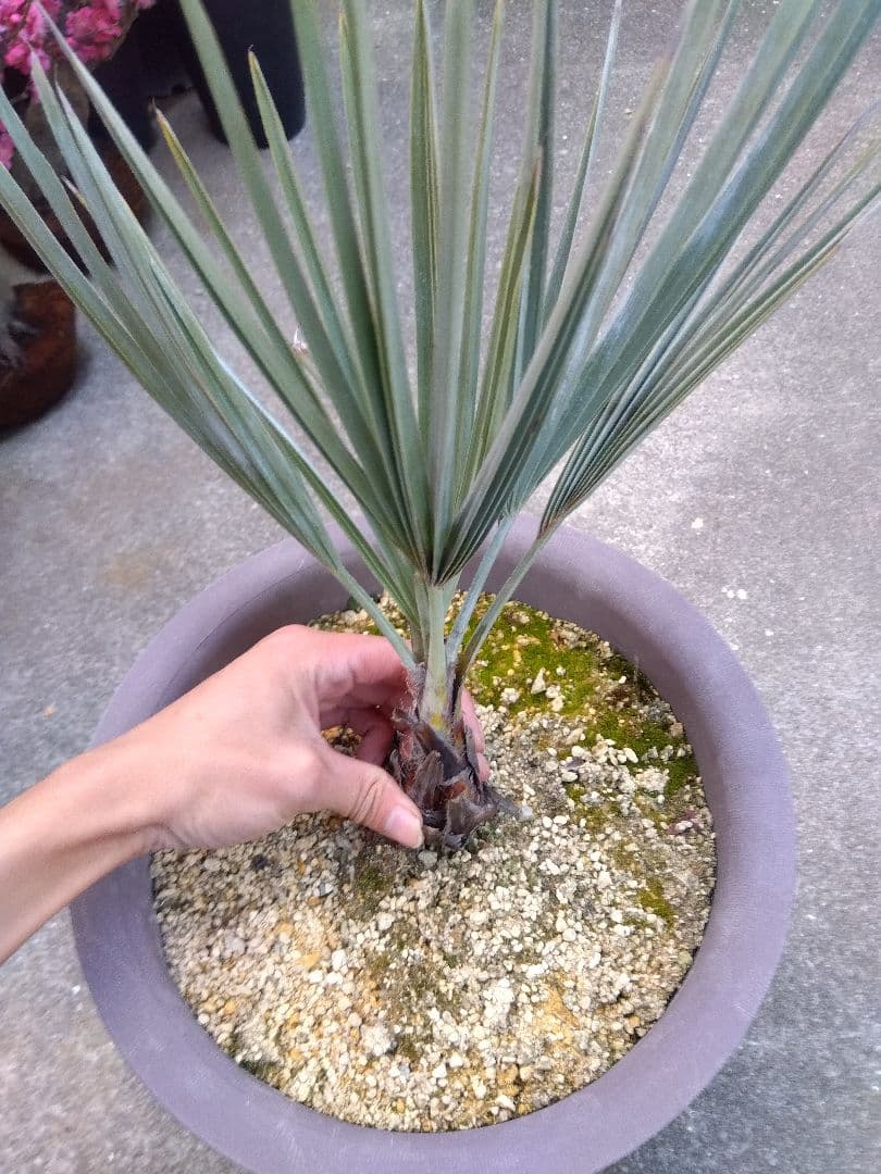 ブラヘアアルマータ　10号鉢つき　は