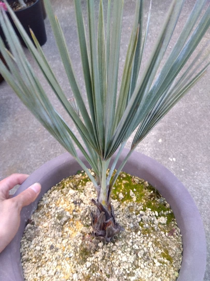 ブラヘアアルマータ　10号鉢つき　は