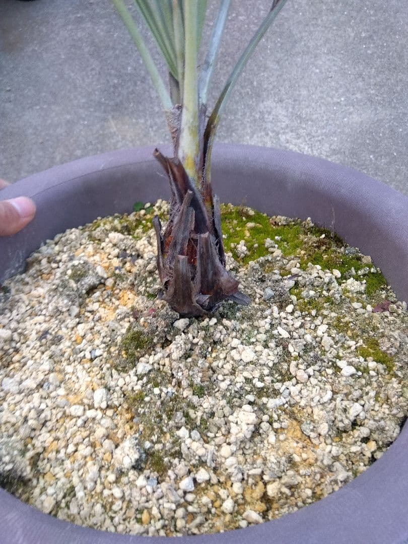 ブラヘアアルマータ　10号鉢つき　は