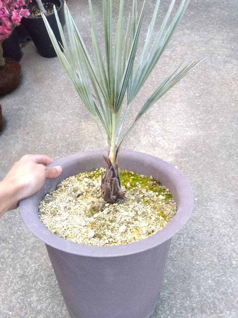 ブラヘアアルマータ　10号鉢つき　は