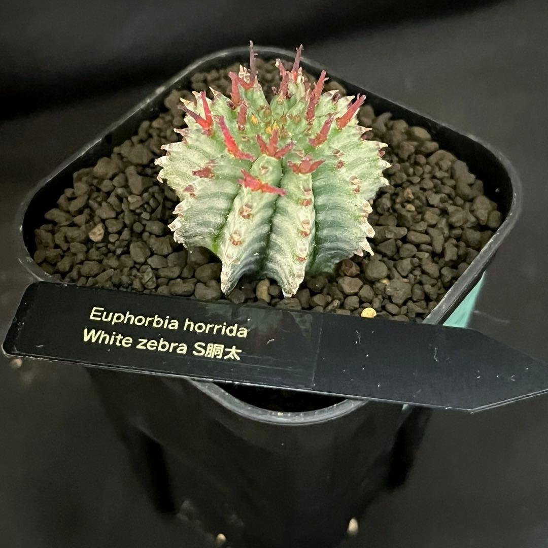 ユーフォルビアホリダ White zebra S胴太 カキ子 - メルカリ
