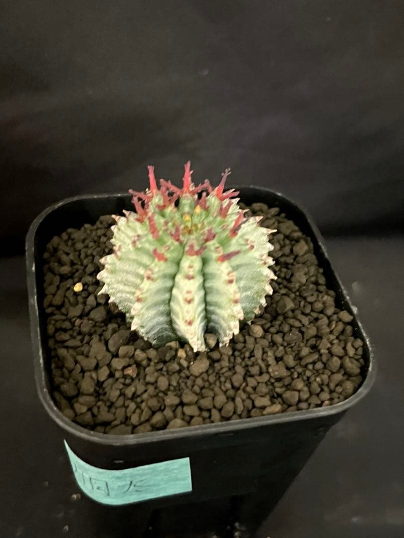 ユーフォルビアホリダ White zebra S胴太 カキ子 - メルカリ