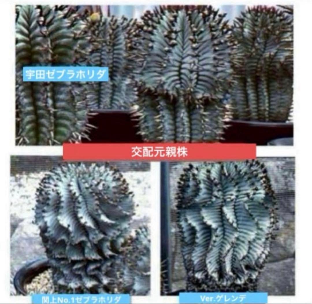 ユーフォルビアホリダ White zebra S胴太 カキ子 - メルカリ