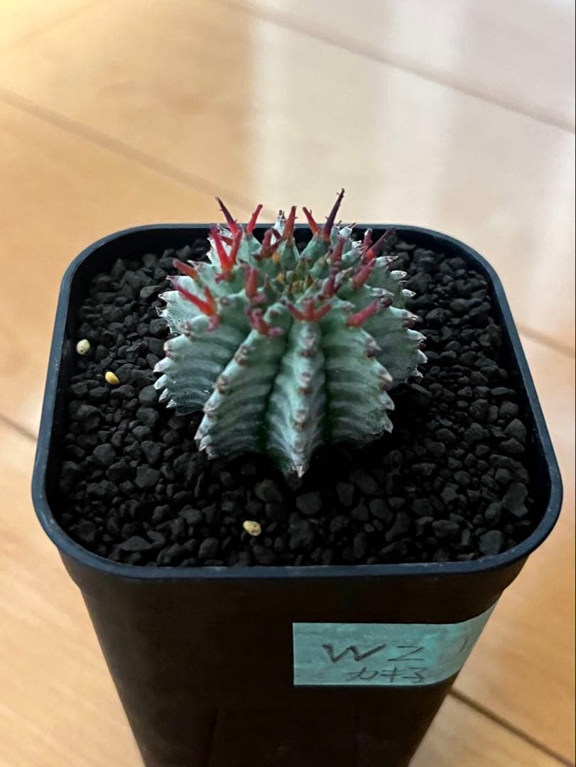 ユーフォルビアホリダ White zebra S胴太 カキ子 - メルカリ