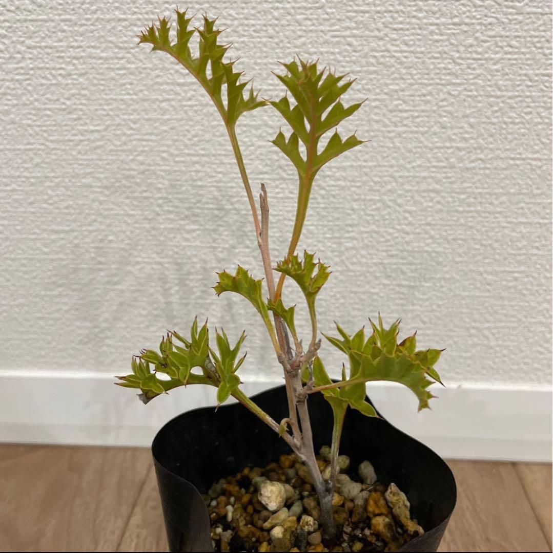 グレビレア グレープ 希少 オージープランツ 激レア グレープ