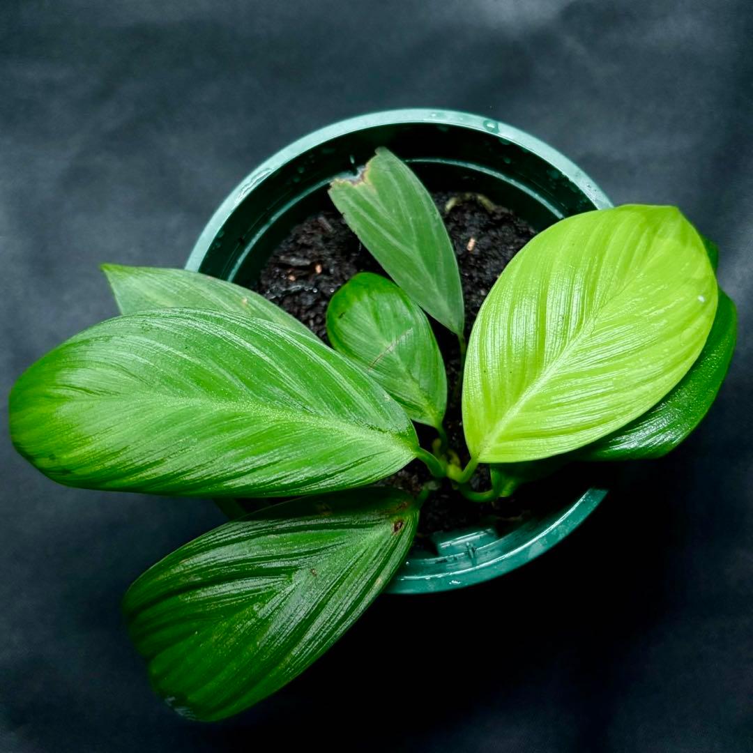 ホマロメナ sp.Langat F. 正規タグ付き