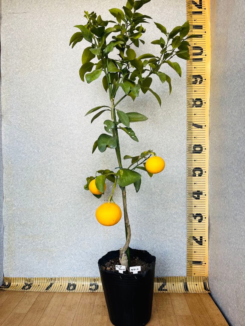 4年生　果実つき　グレープフルーツ接木苗　樹高120センチ　撮影品お届け