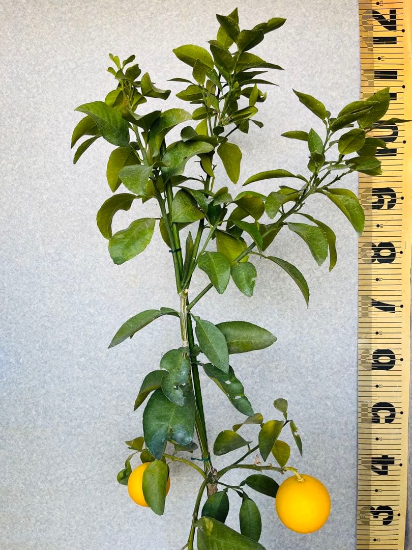 4年生　果実つき　グレープフルーツ接木苗　樹高120センチ　撮影品お届け